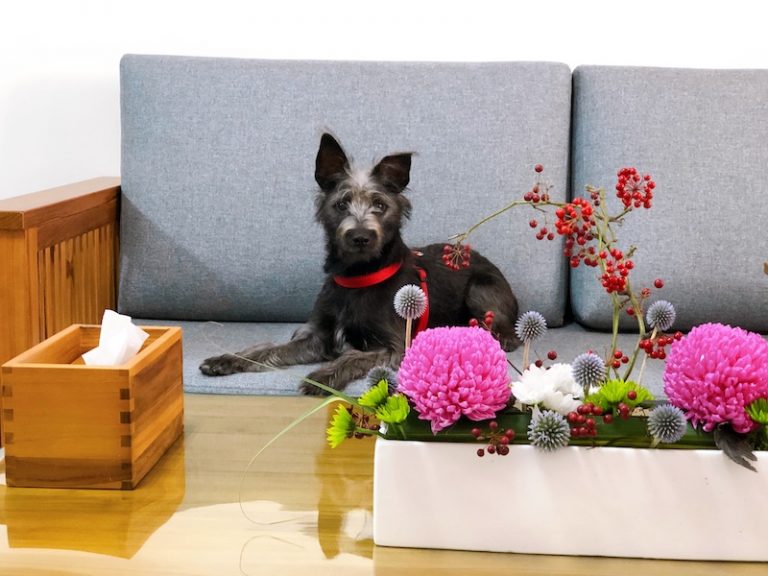 婕琳花藝設計鮮花配美狗