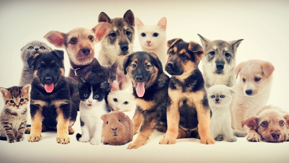 BN_毛孩爸媽必看！送給新手的3個建議指南